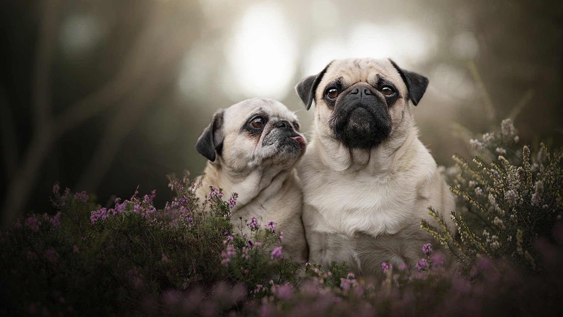 官网-从摩纳哥单节狂飙到巴尔韦德持续控场，现代篮球的爆发力与续航力美学