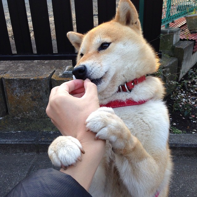 绿茵闪电,当基耶萨在F1巴林赛道接管比赛,德国引擎击溃美国神话